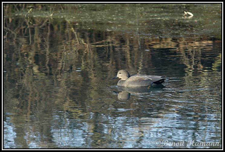 canard(1)